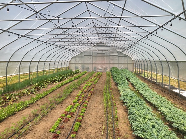 Wide-angle view of a greenhouse interior featuring rows of vibrant kale, lettuce, and onions growing in an organized layout, representing sustainable and modern farming techniques